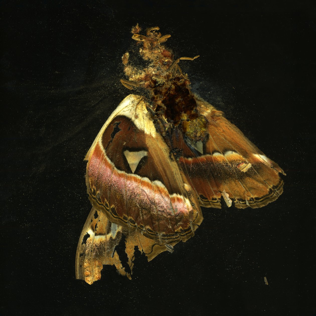  av Mat Collishaw