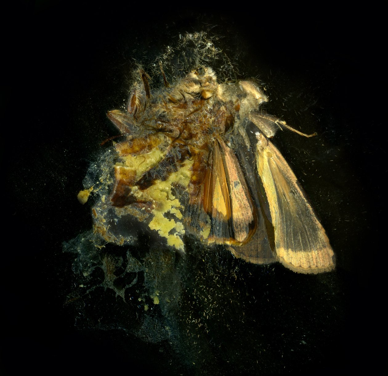  av Mat Collishaw