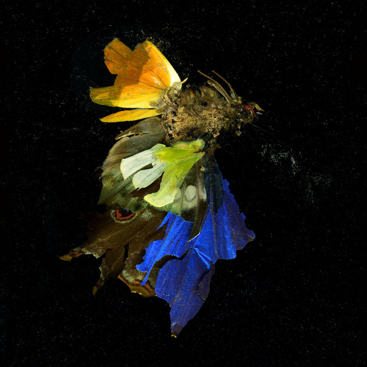  av Mat Collishaw