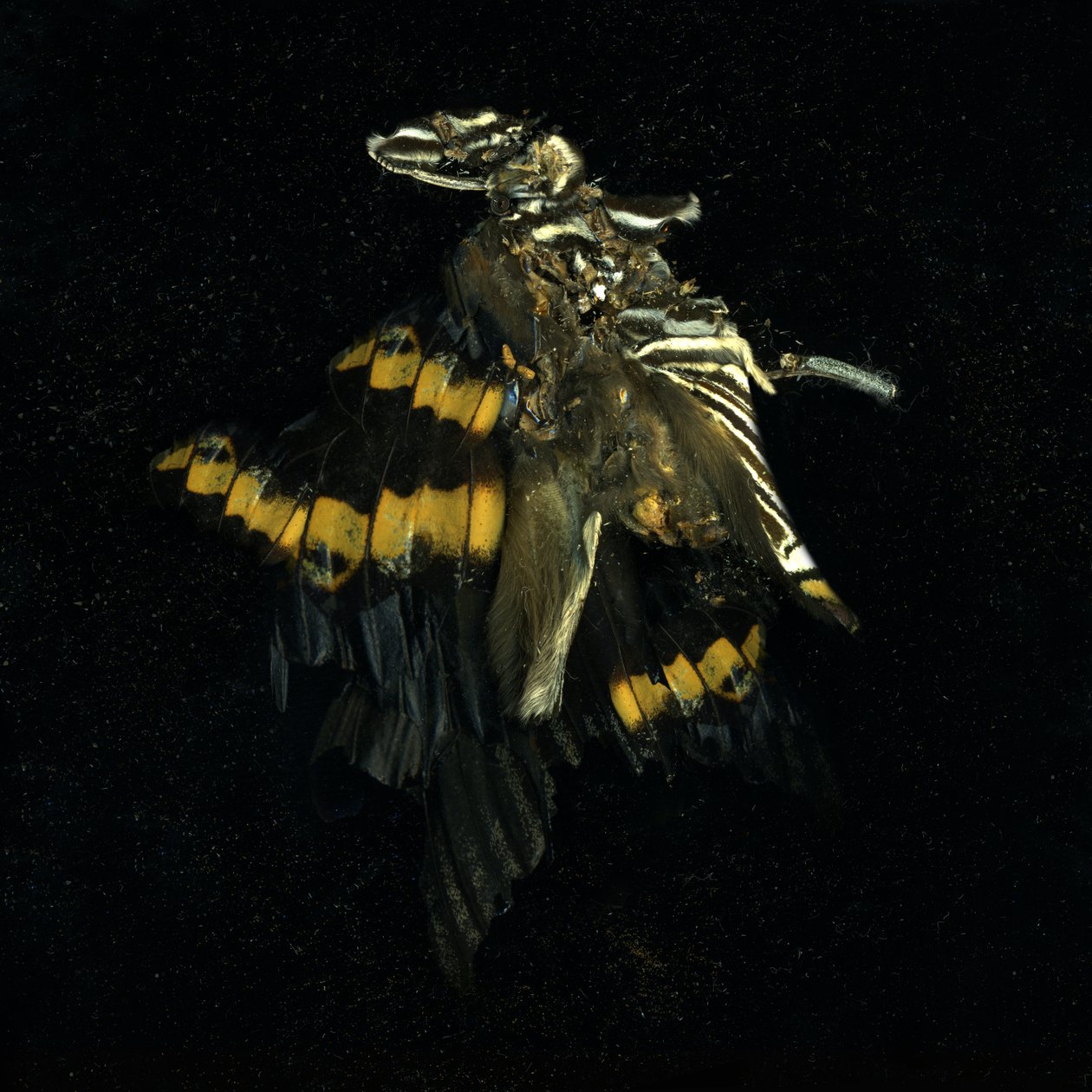  av Mat Collishaw