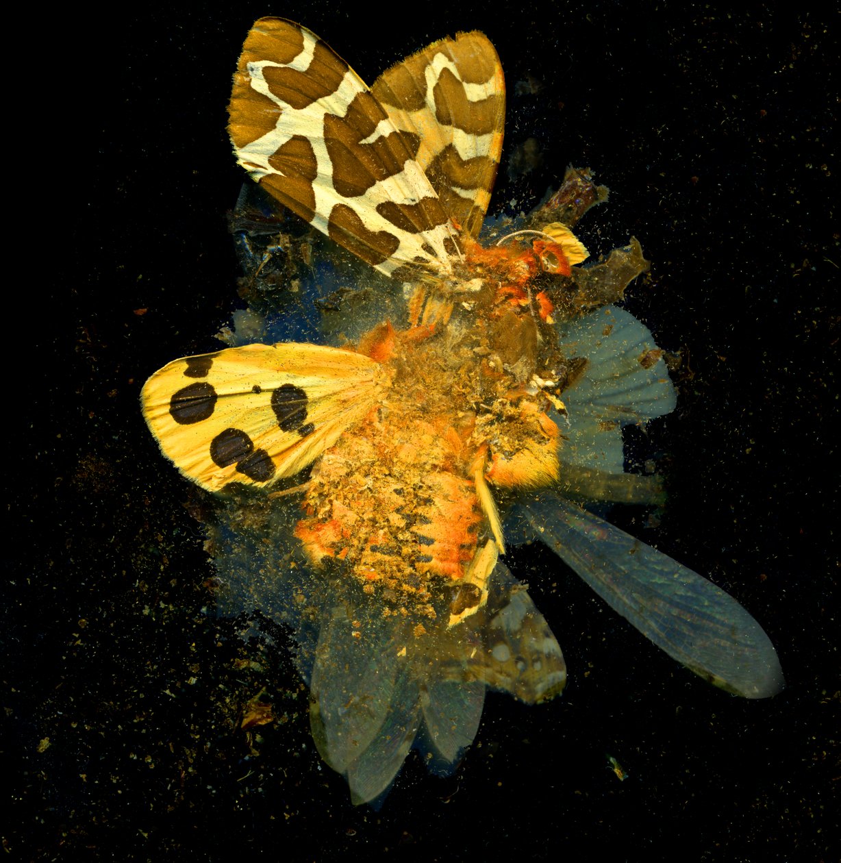  av Mat Collishaw