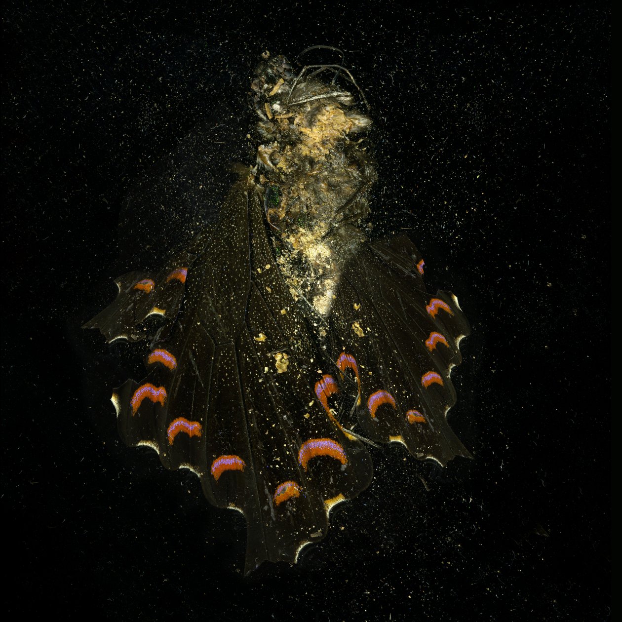  av Mat Collishaw