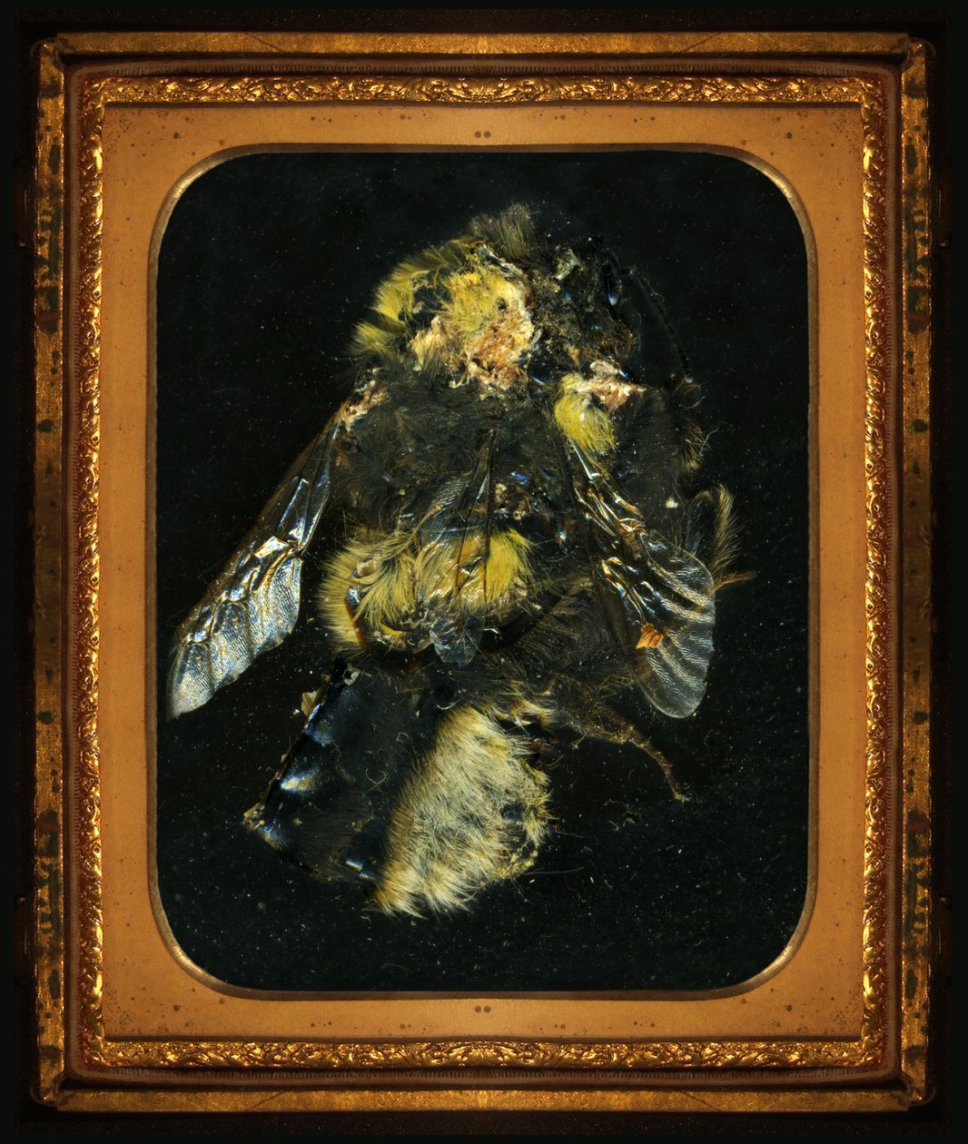  av Mat Collishaw