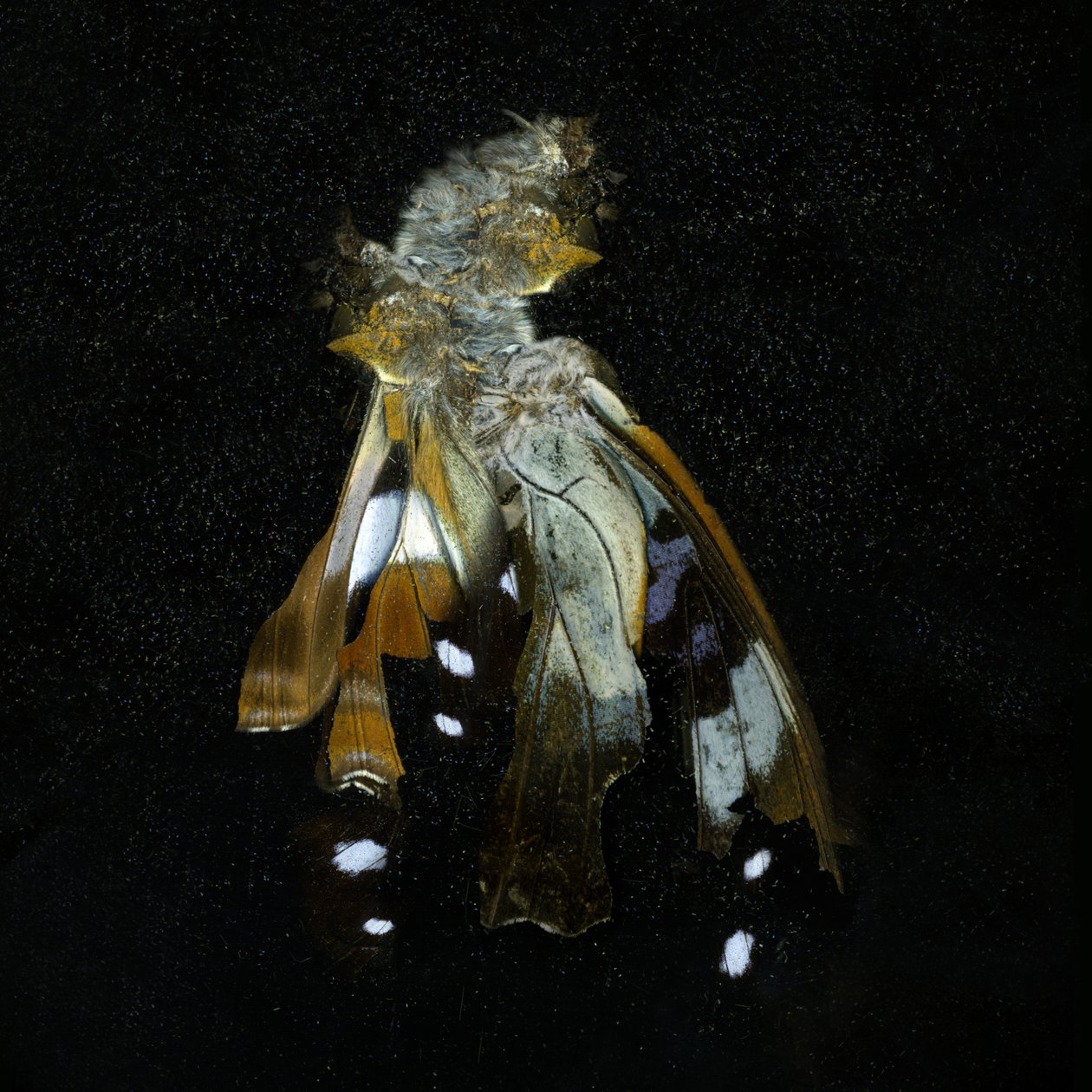  av Mat Collishaw