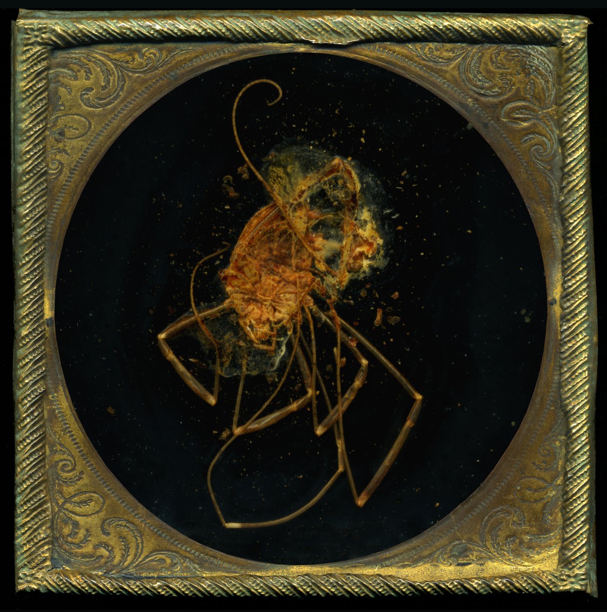  av Mat Collishaw