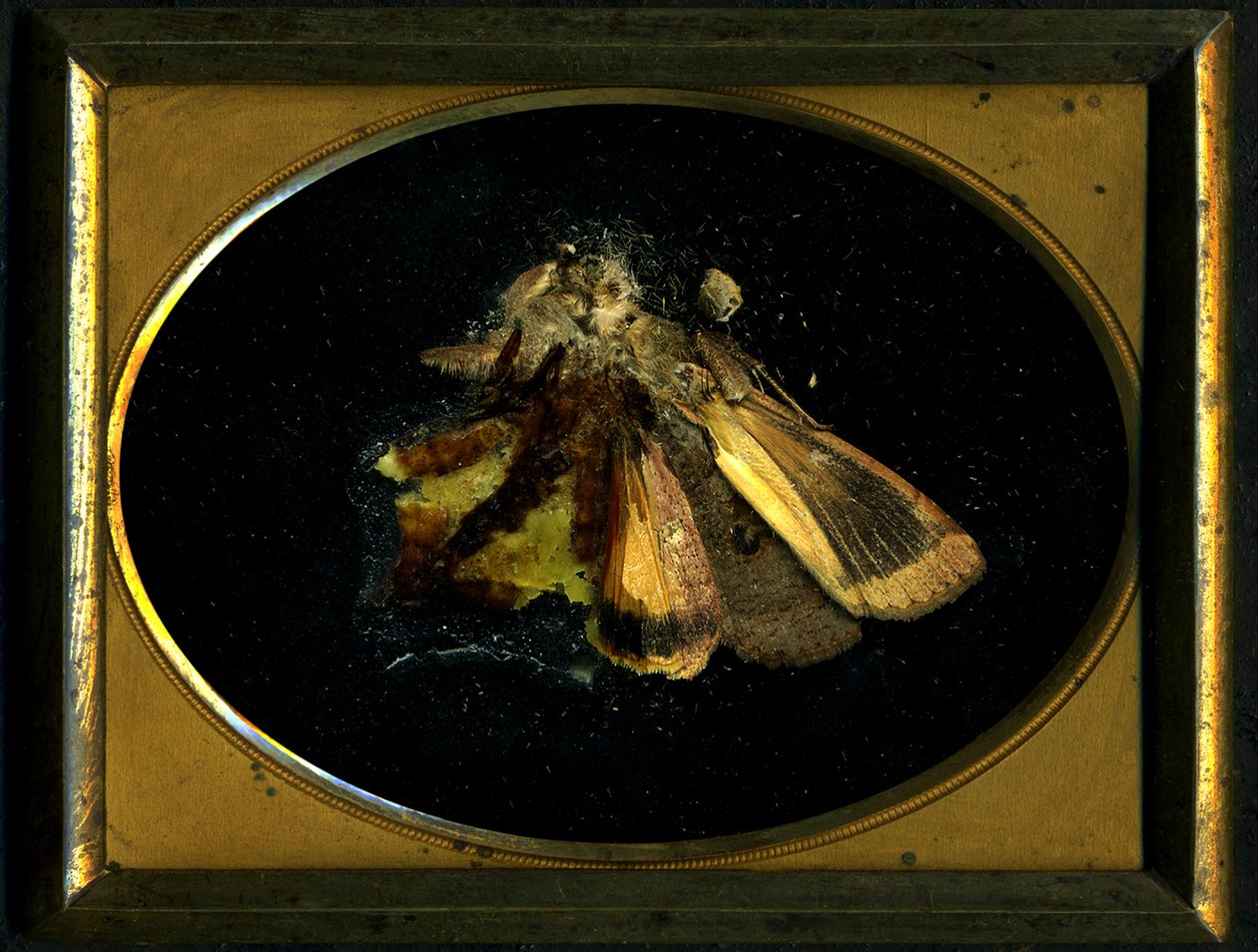  av Mat Collishaw
