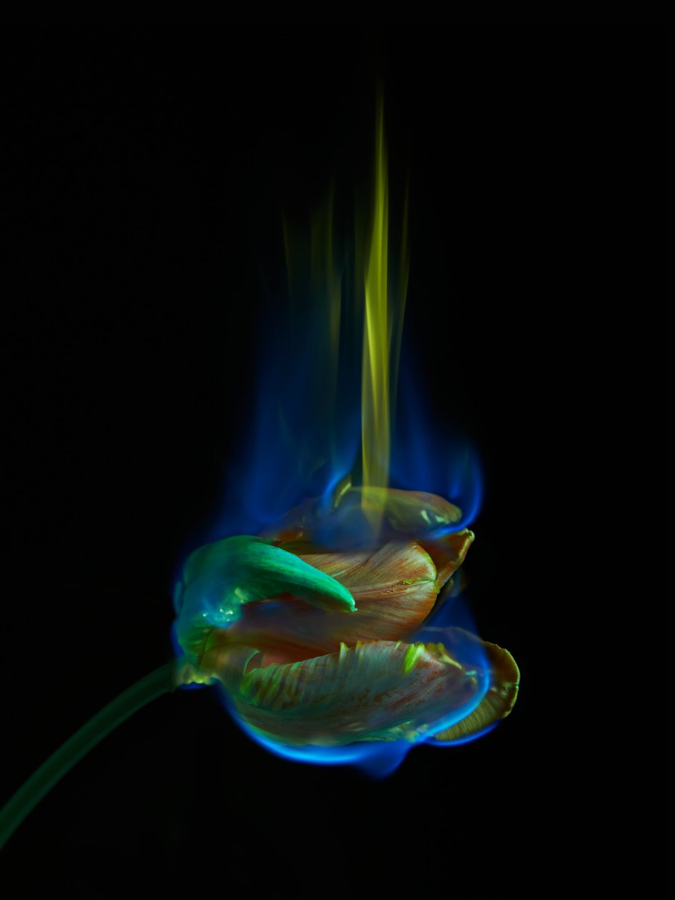  av Mat Collishaw