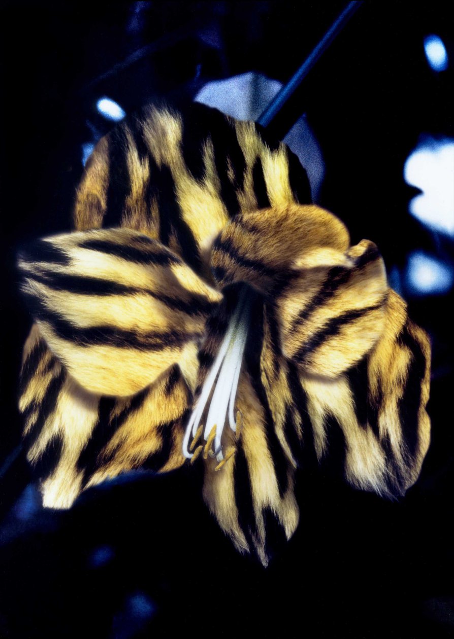  av Mat Collishaw