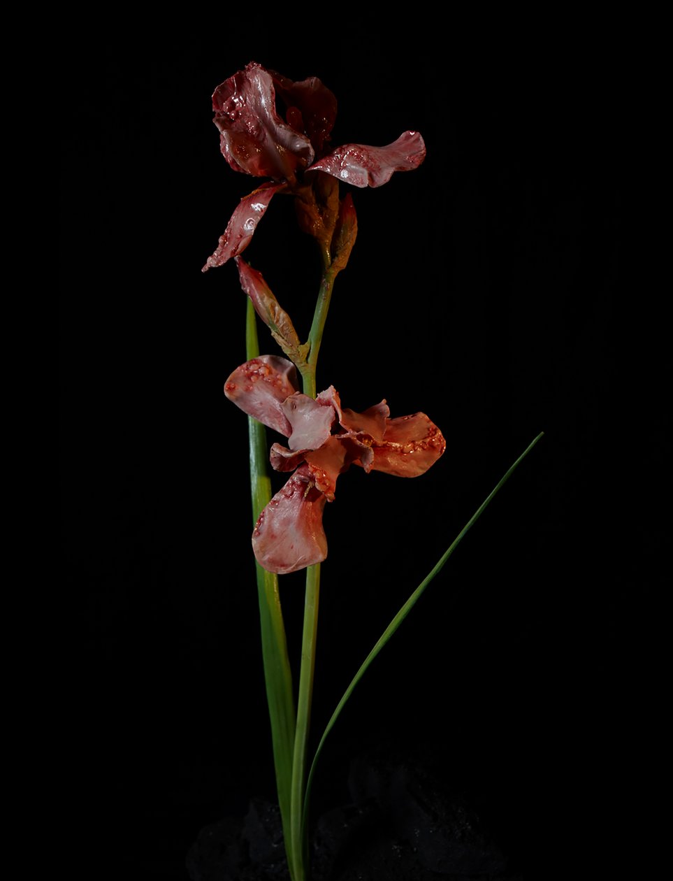  av Mat Collishaw