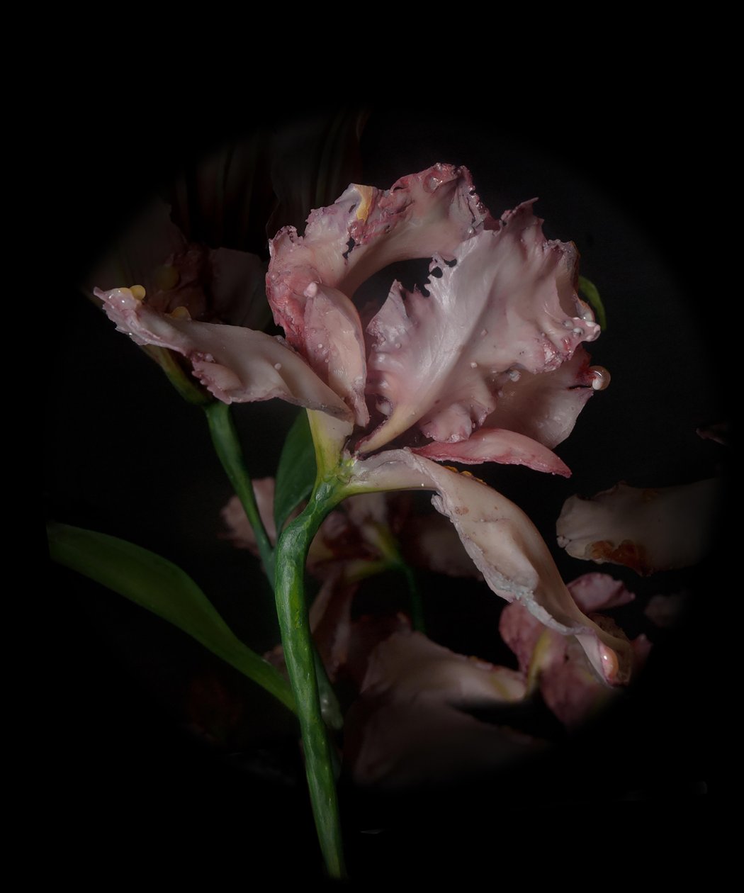  av Mat Collishaw