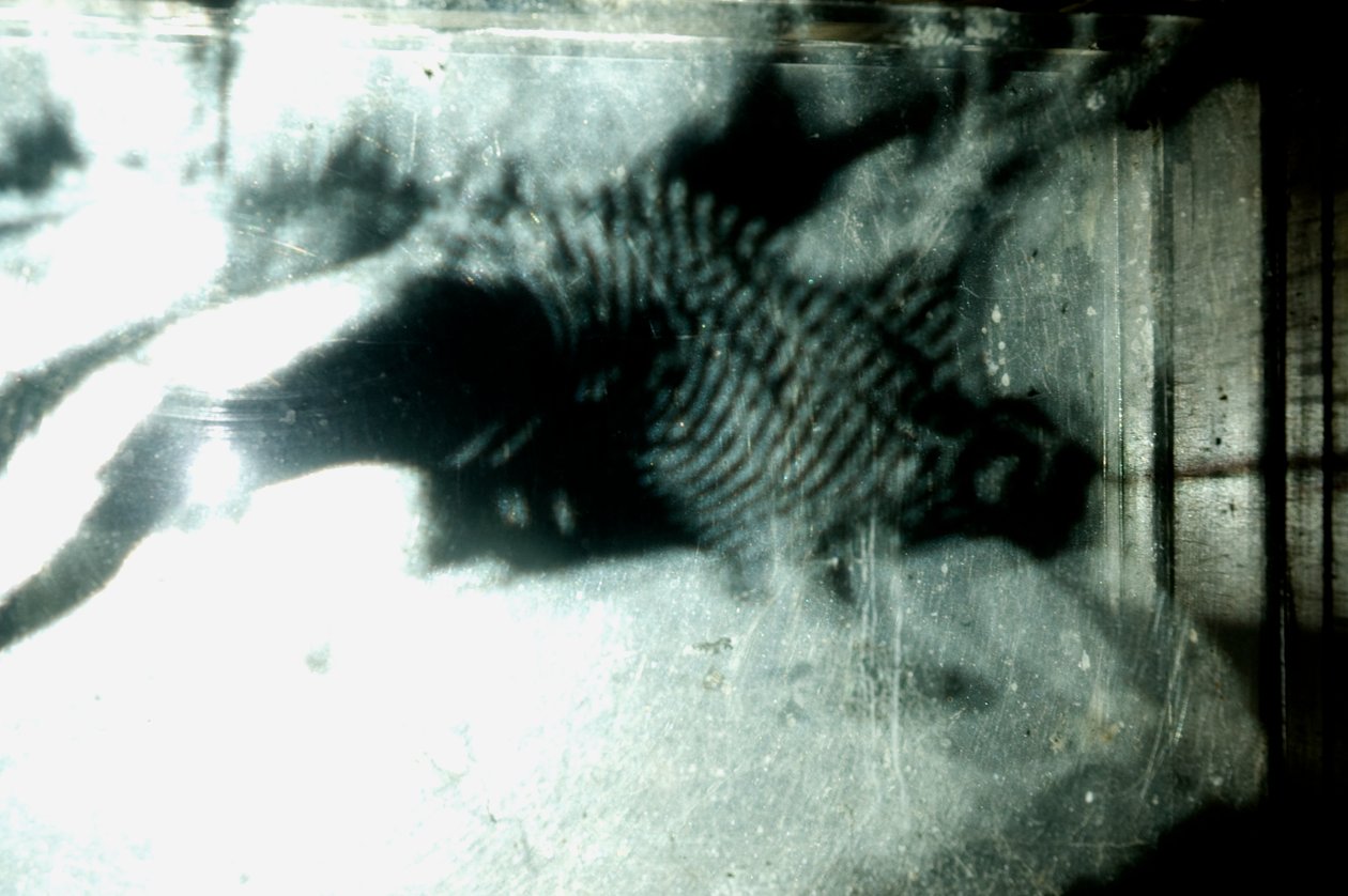  av Mat Collishaw