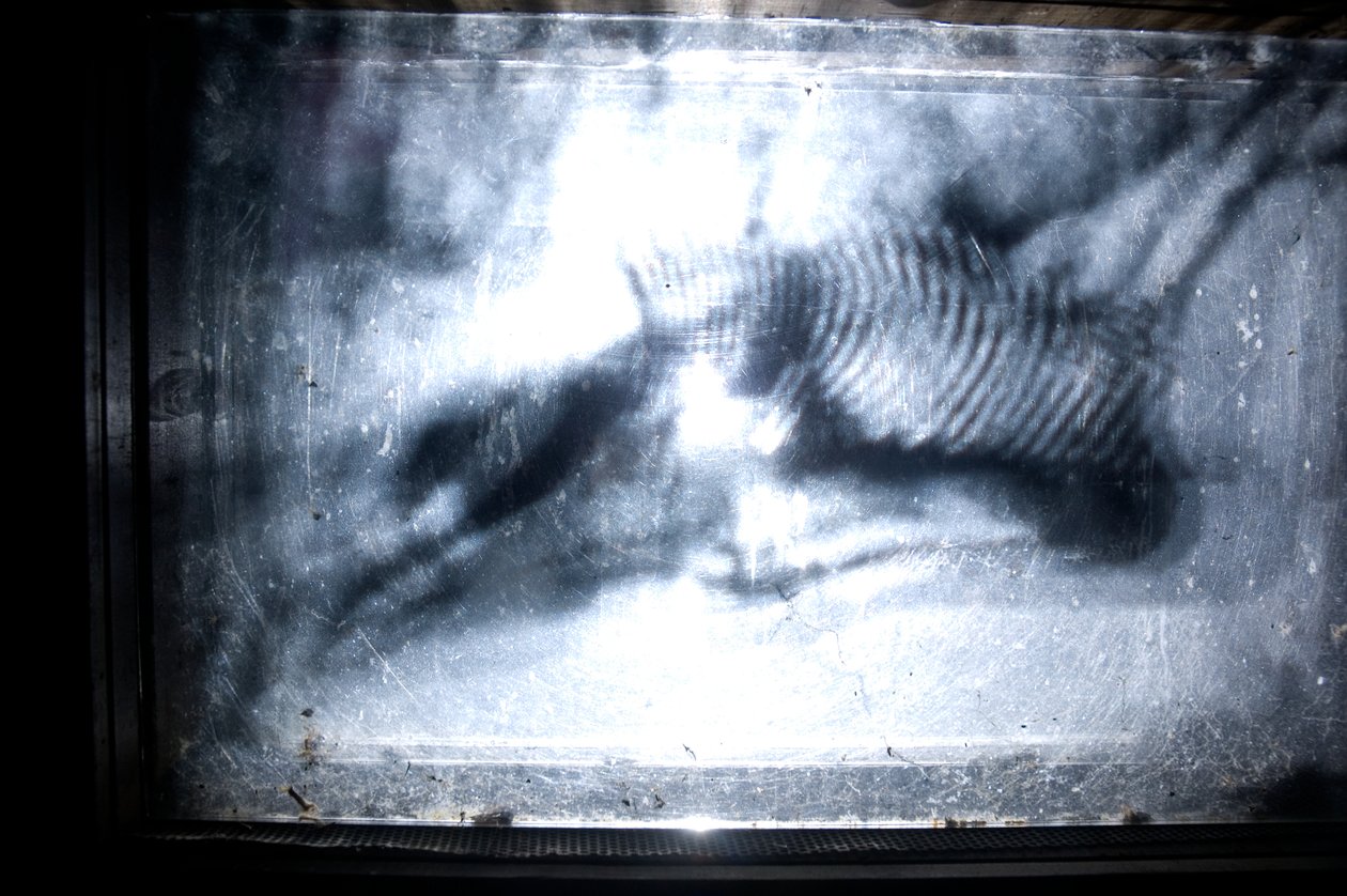  av Mat Collishaw