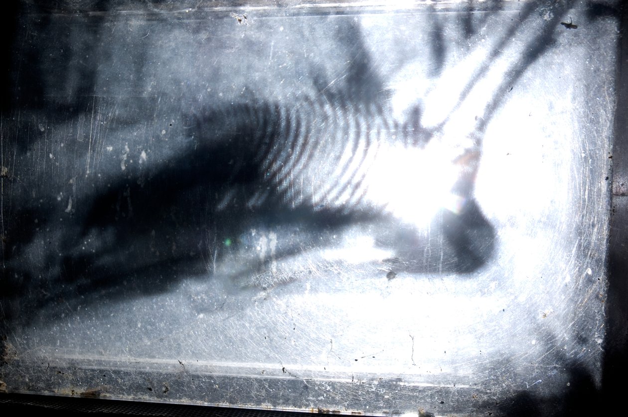  av Mat Collishaw