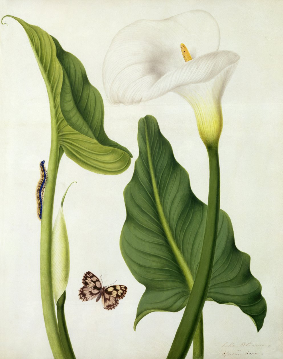 Calla Aethiopica med sommerfugl og larve (wc og gouache over blyant på vellum) av Matilda Conyers