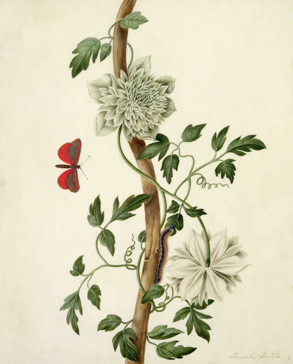 Clematis Florida med sommerfugl og larve (gouache over blyant på vellum) av Matilda Conyers