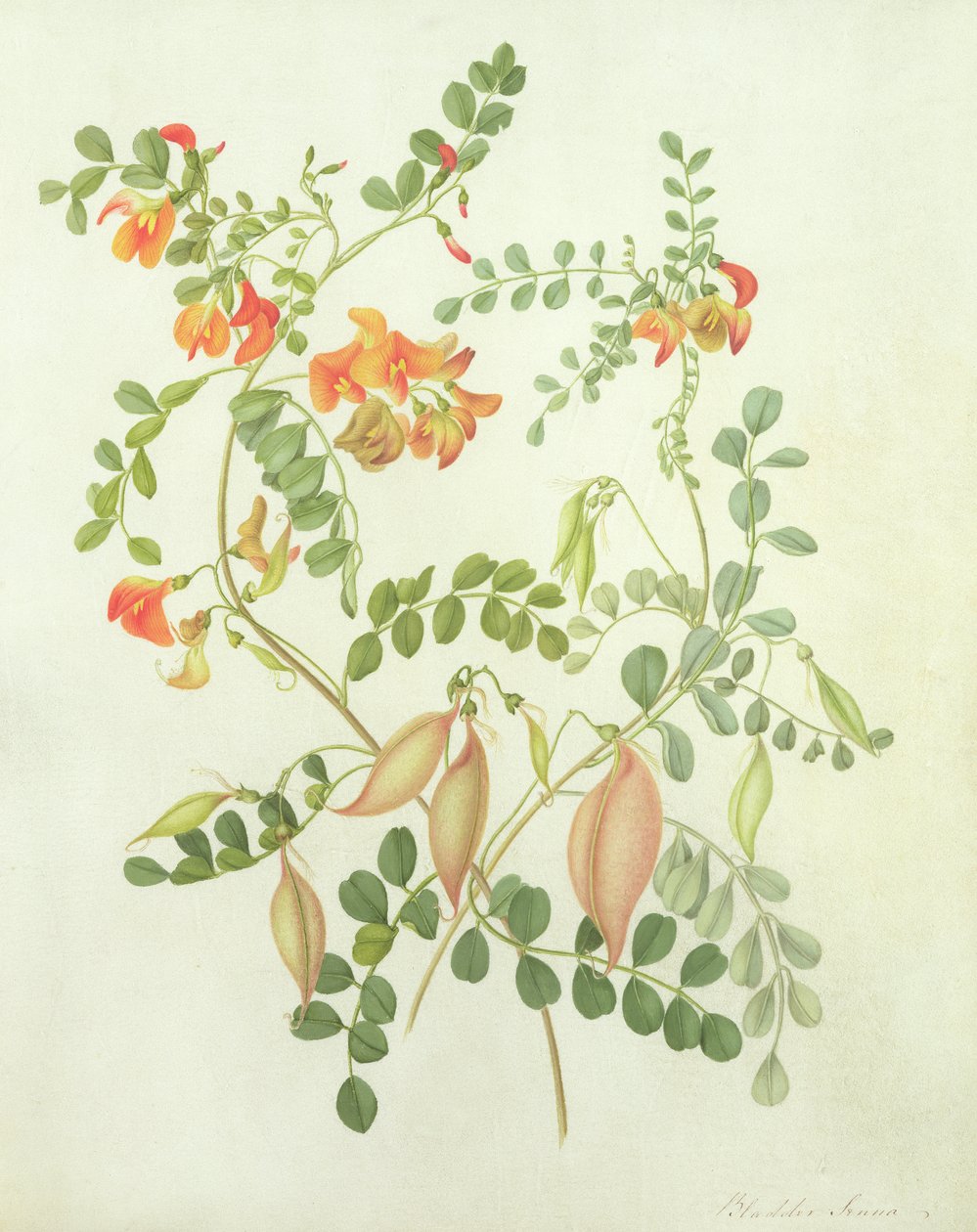Colutea Arbordscens Media (wc og gouache over blyant på vellum) av Matilda Conyers