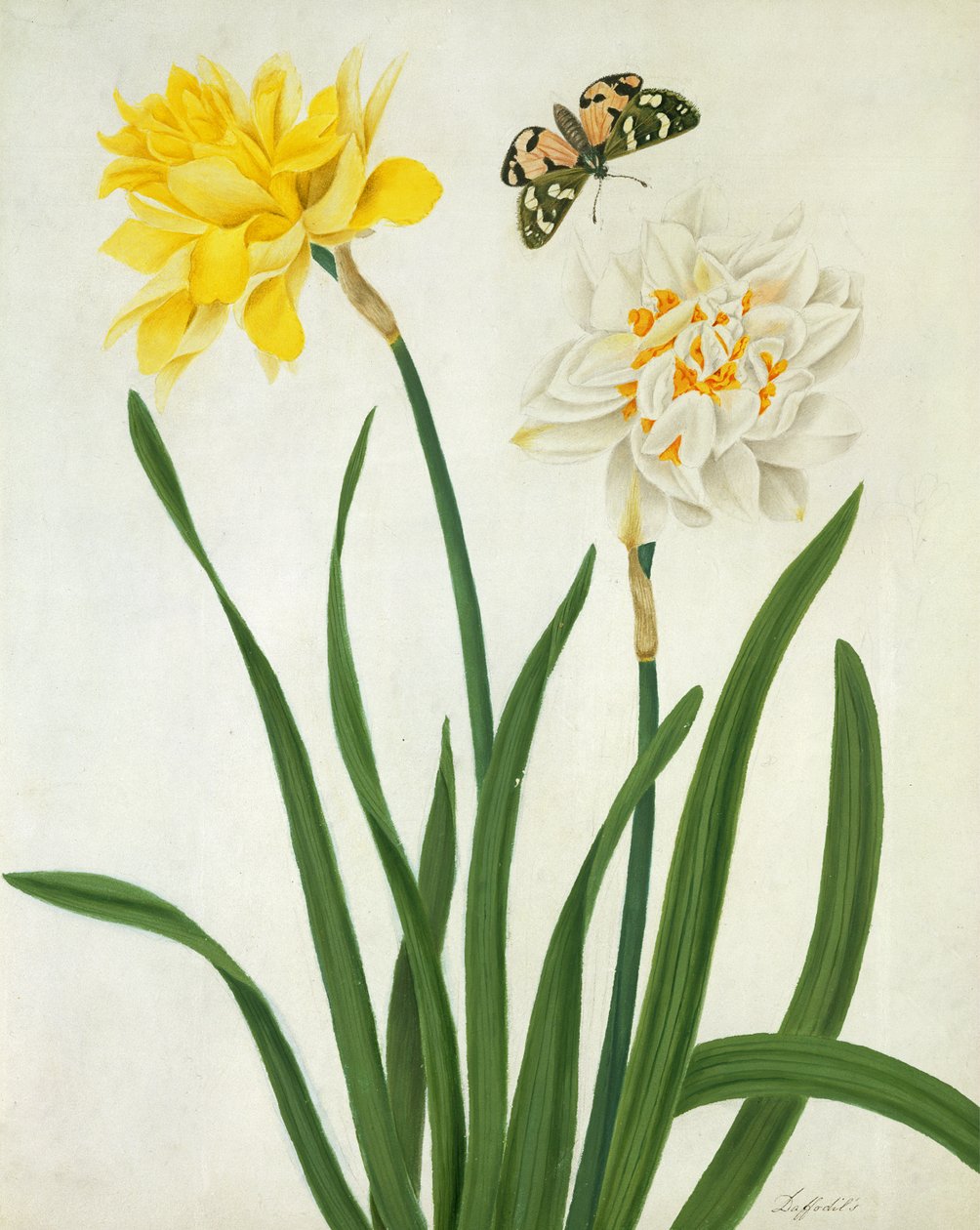 Narcissi og sommerfugl (wc og gouache med gull over blyant på vellum) av Matilda Conyers