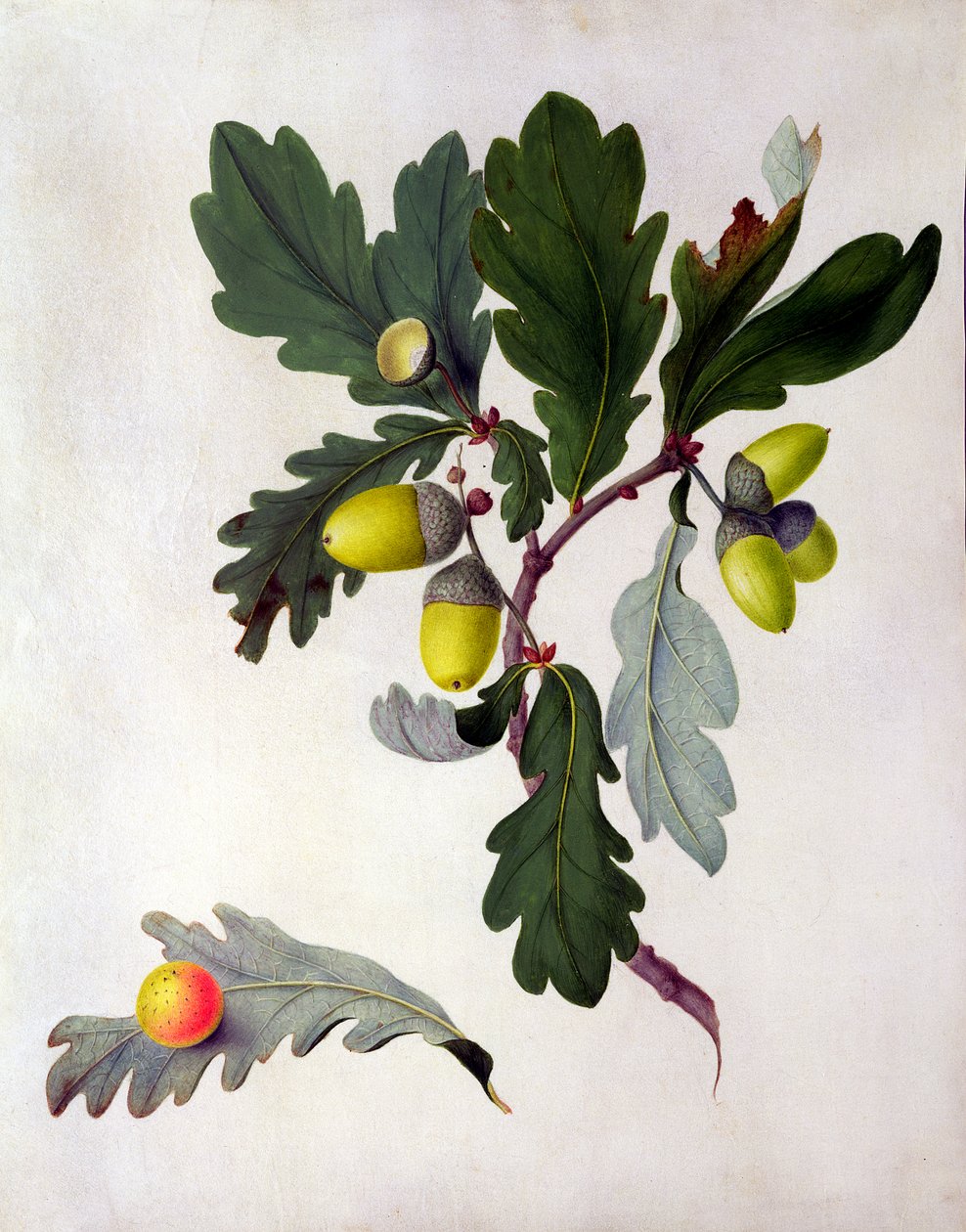 Quercus (wc og gouache over blyant på vellum) av Matilda Conyers