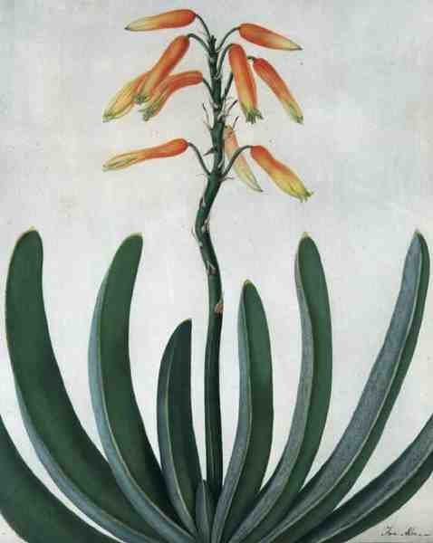 Aloe Striata (akvarell og gouache over blyant på vellum) av Matilda Conyers
