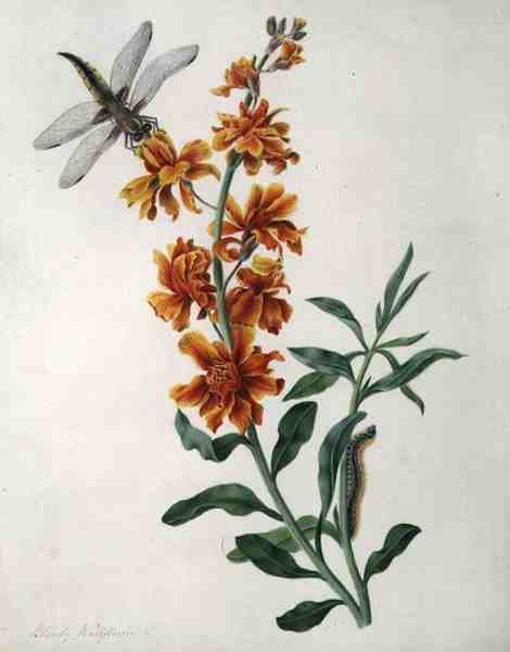 Erysimum Cheiri med øyenstikker og larve (akvarell og gouache over blyant på vellum) av Matilda Conyers