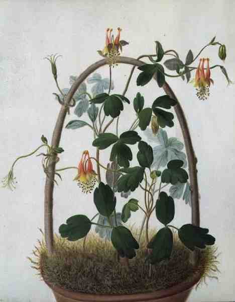 Tropaeolum Tuberosum (akvarell og gouache over blyant på vellum) av Matilda Conyers