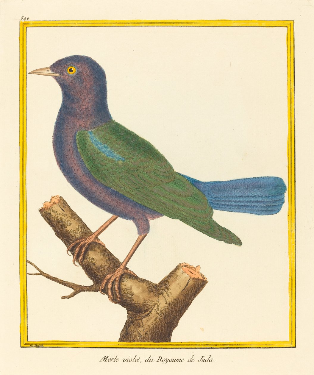 Blackbird, fra kongeriket Juda av Matinet