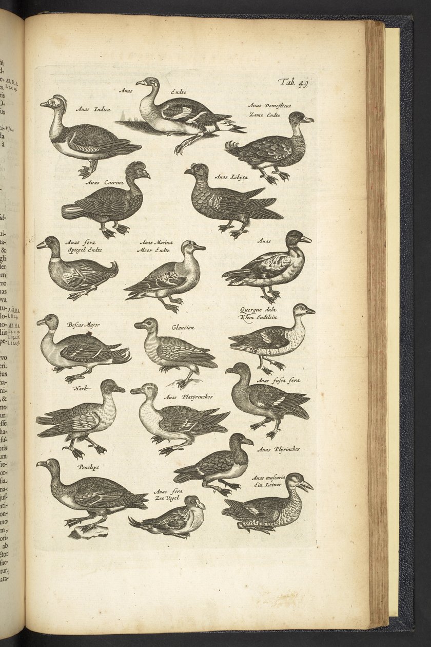 Tab 49, Ender, illustrasjon fra "Firebeintes naturhistorie" av Mattaus the Younger Merian