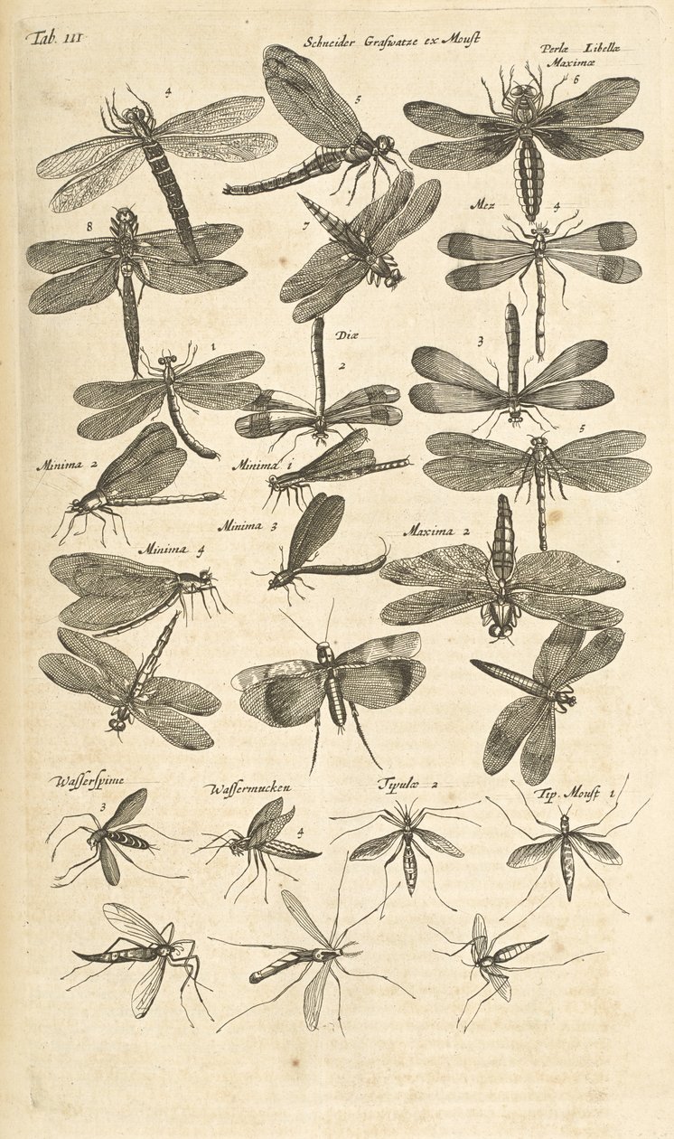 Tab III, øyenstikkere, illustrasjon fra "Firebeintes naturhistorie" av Mattaus the Younger Merian