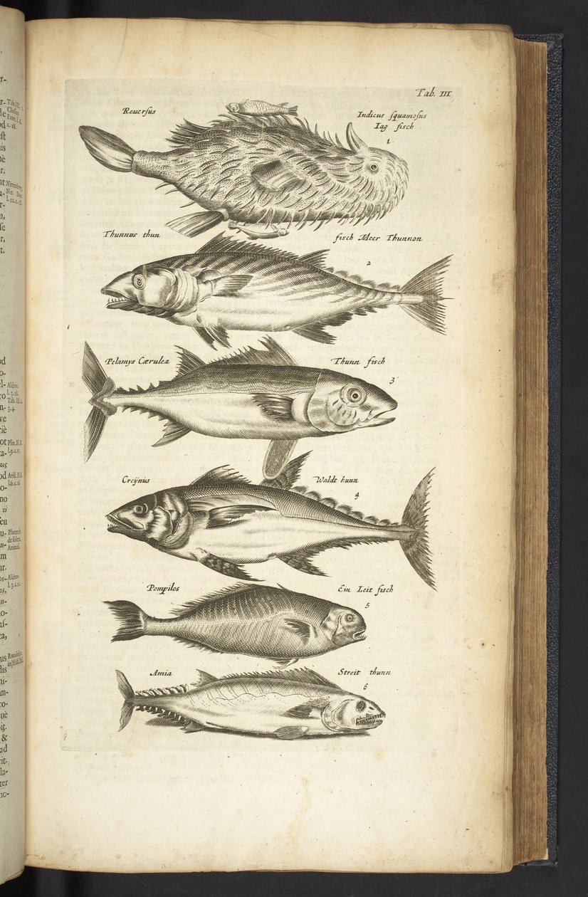 Tab III, tunfisk, illustrasjon fra 