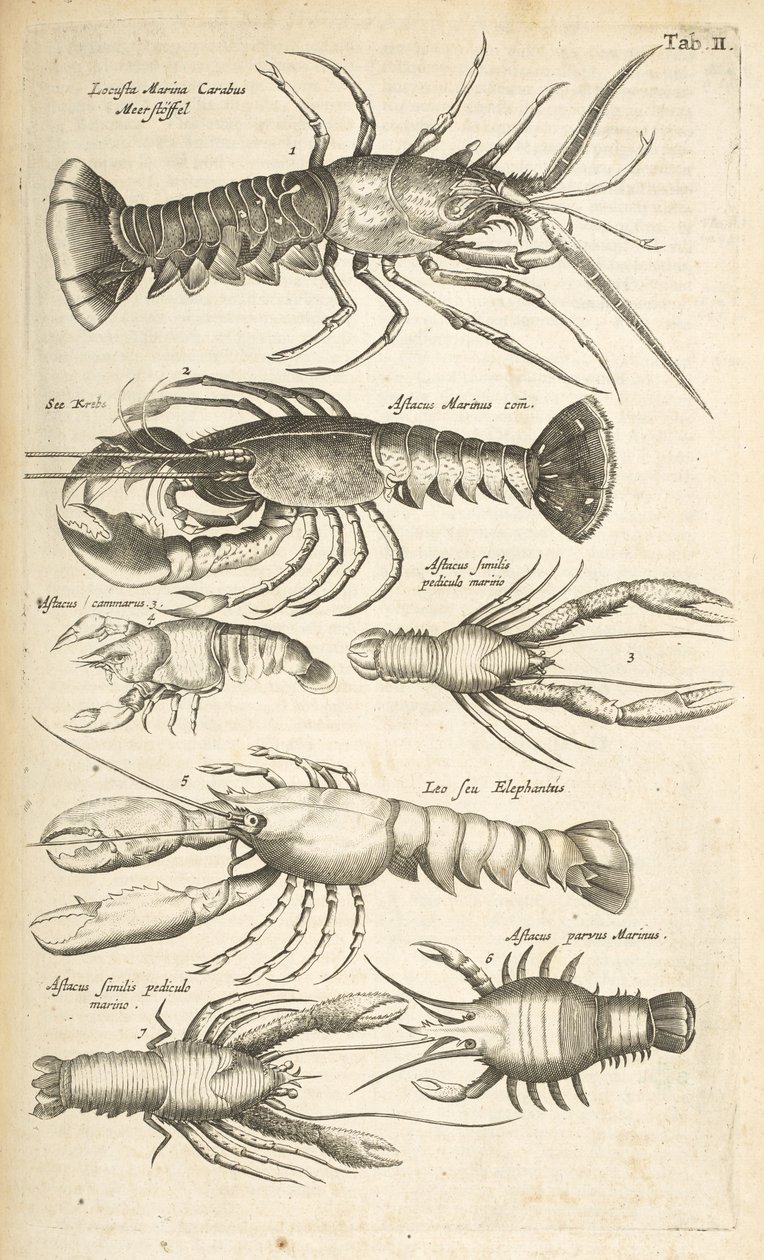 Tab II, Hummer, Illustrasjon fra fra "Firebeintes naturhistorie" av Mattaus the Younger Merian