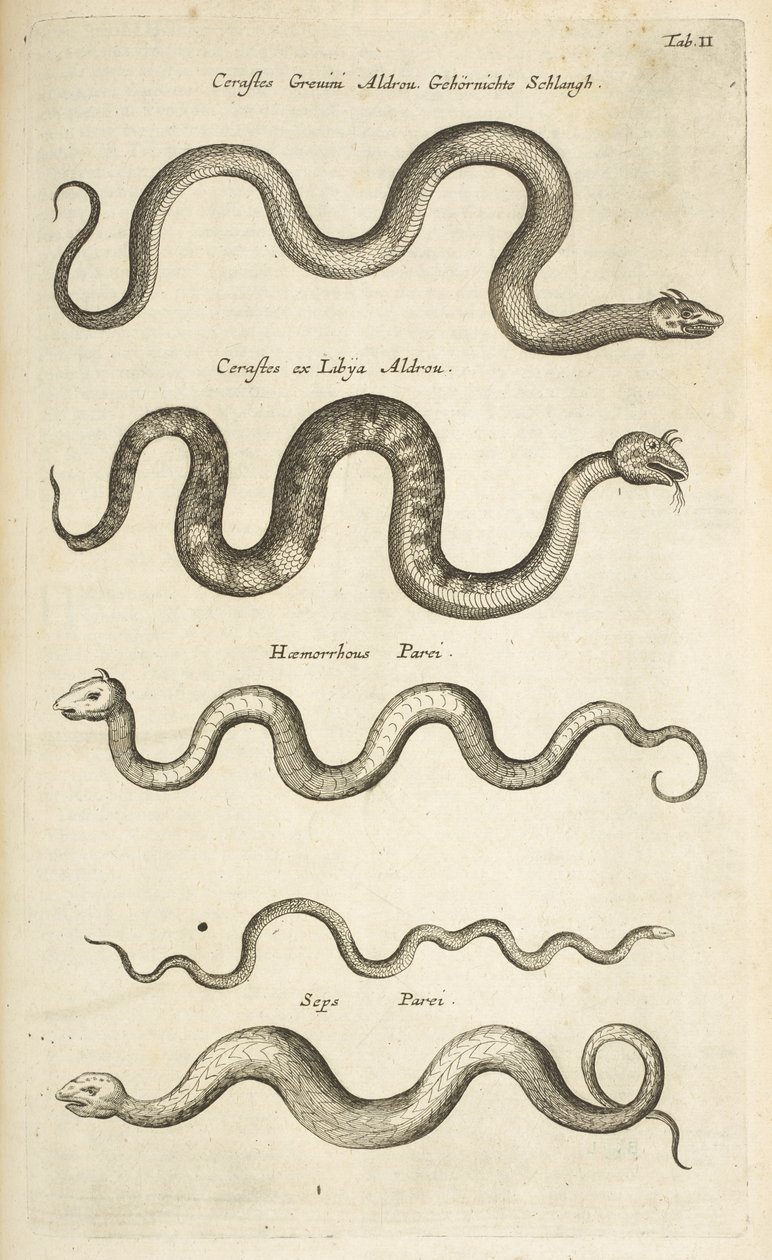 Tab II, Snakes, Illustrasjon fra fra "Natural history of quadrupeds" av Mattaus the Younger Merian