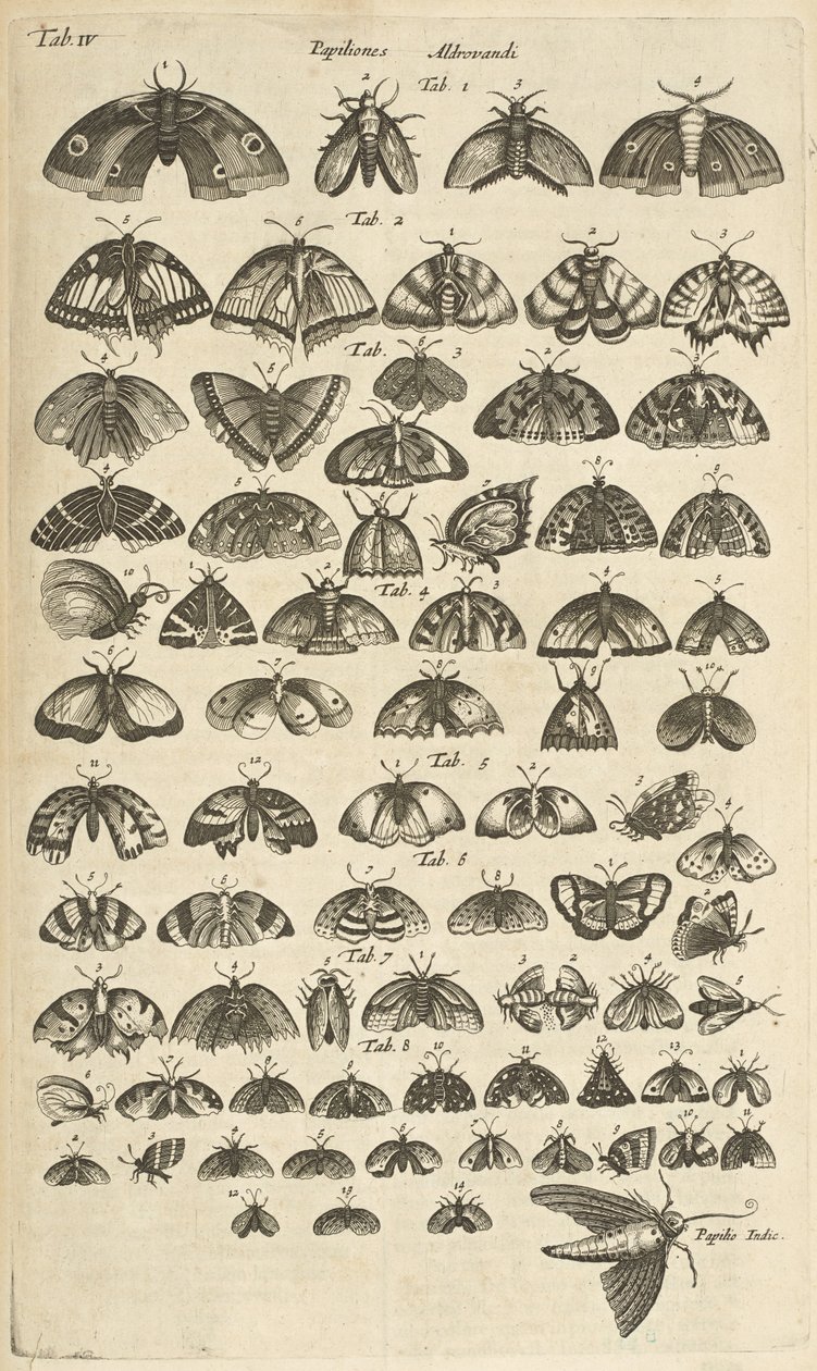 Tab. IV, Sommerfugler og møll, illustrasjon fra "Firebeintes naturhistorie" av Mattaus the Younger Merian