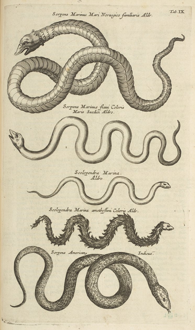 Tab IX, Sea Snakes, Illustrasjon fra "Natural history of quadrupeds" av Mattaus the Younger Merian