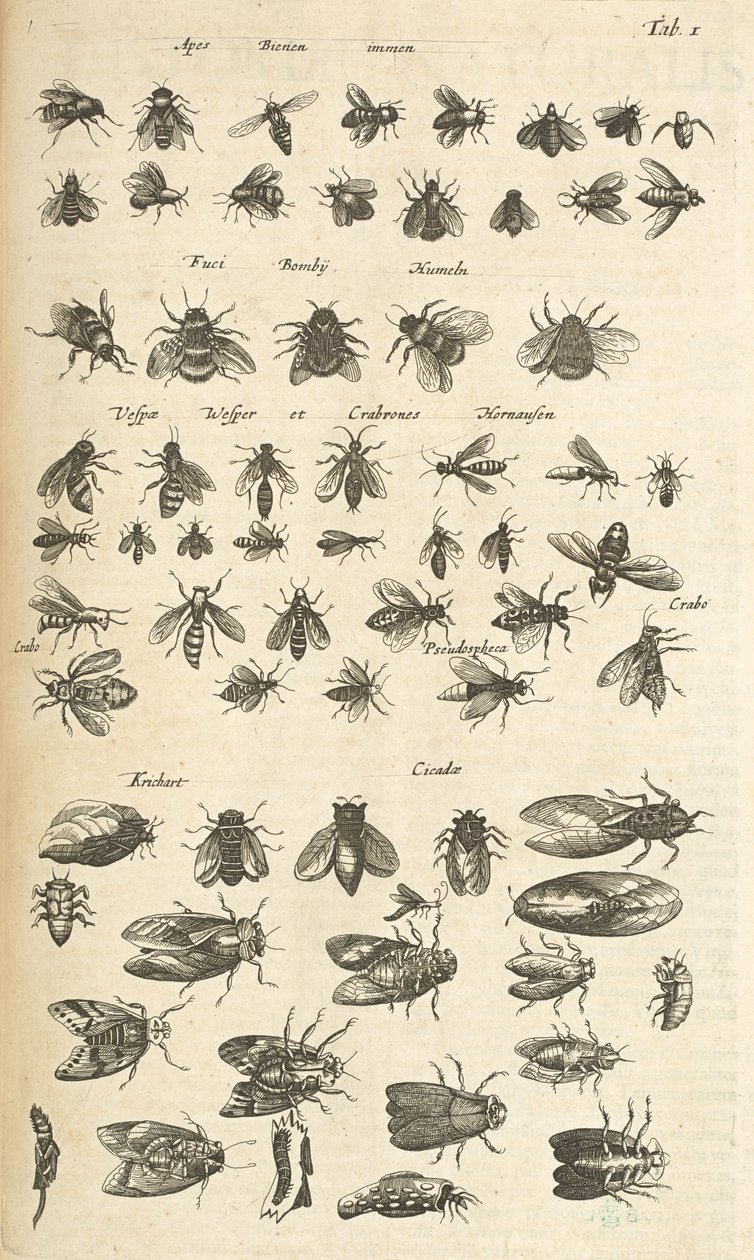 Tab I, bier og veps, illustrasjon fra "Natural History of Quadrupeds" av Mattaus the Younger Merian