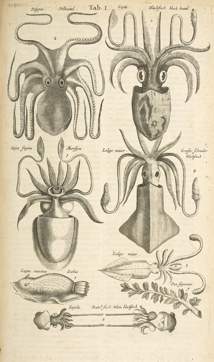 Tab I, blekksprut, illustrasjon fra "Firebeintes naturhistorie" av Mattaus the Younger Merian