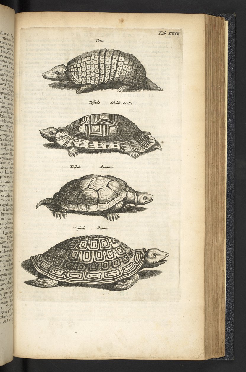 Tab 80, Skilpadder, Illustrasjon fra "Firebeintes naturhistorie" av Mattaus the Younger Merian