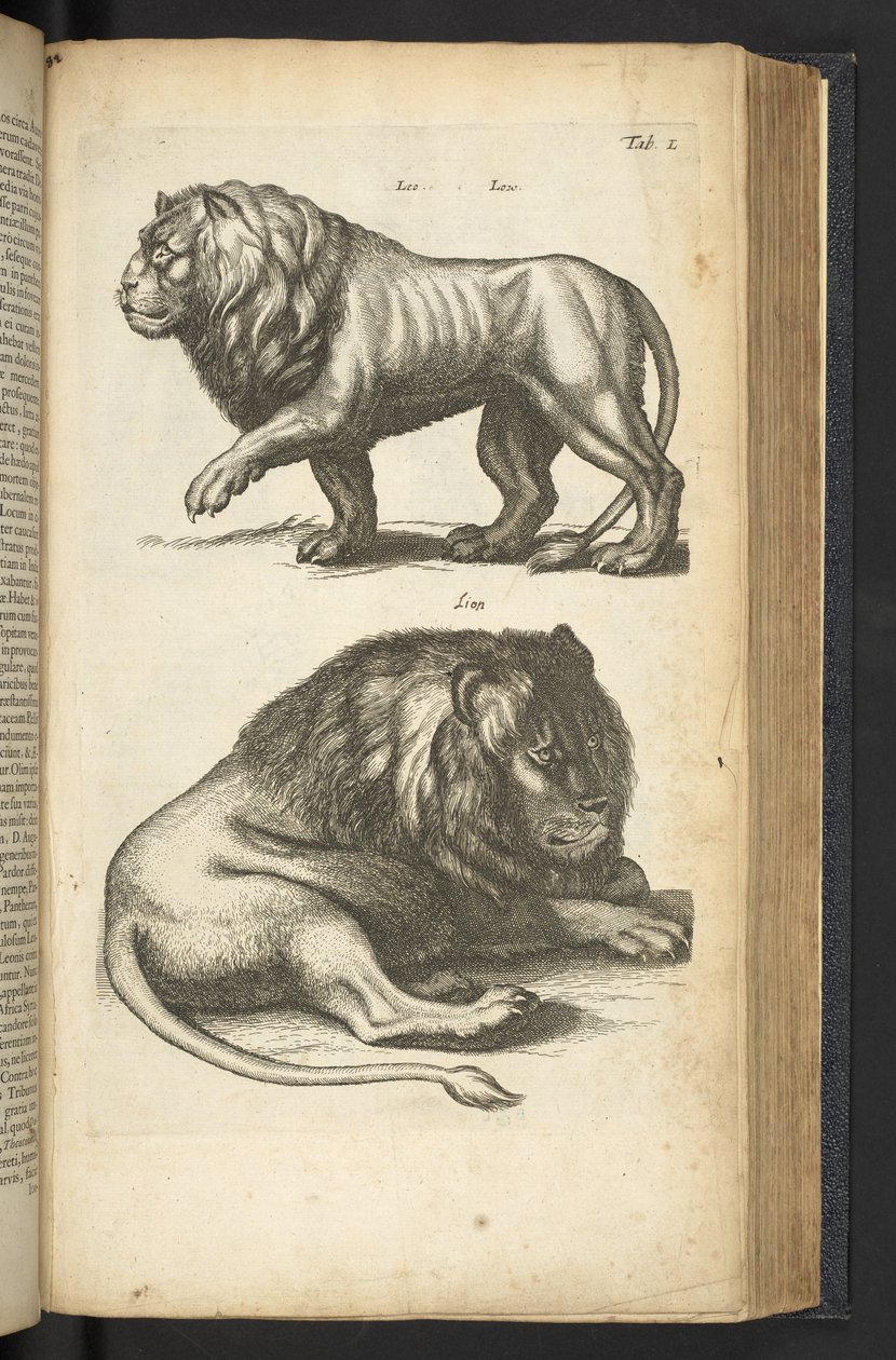 Tab L, Lions, illustrasjon fra "Natural history of quadrupeds" av Mattaus the Younger Merian