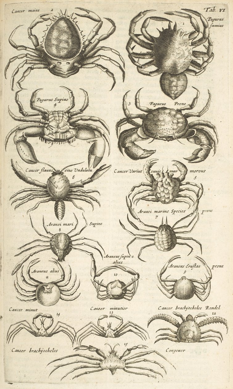 Tab VI, Krabber, Illustrasjon fra av Mattaus the Younger Merian