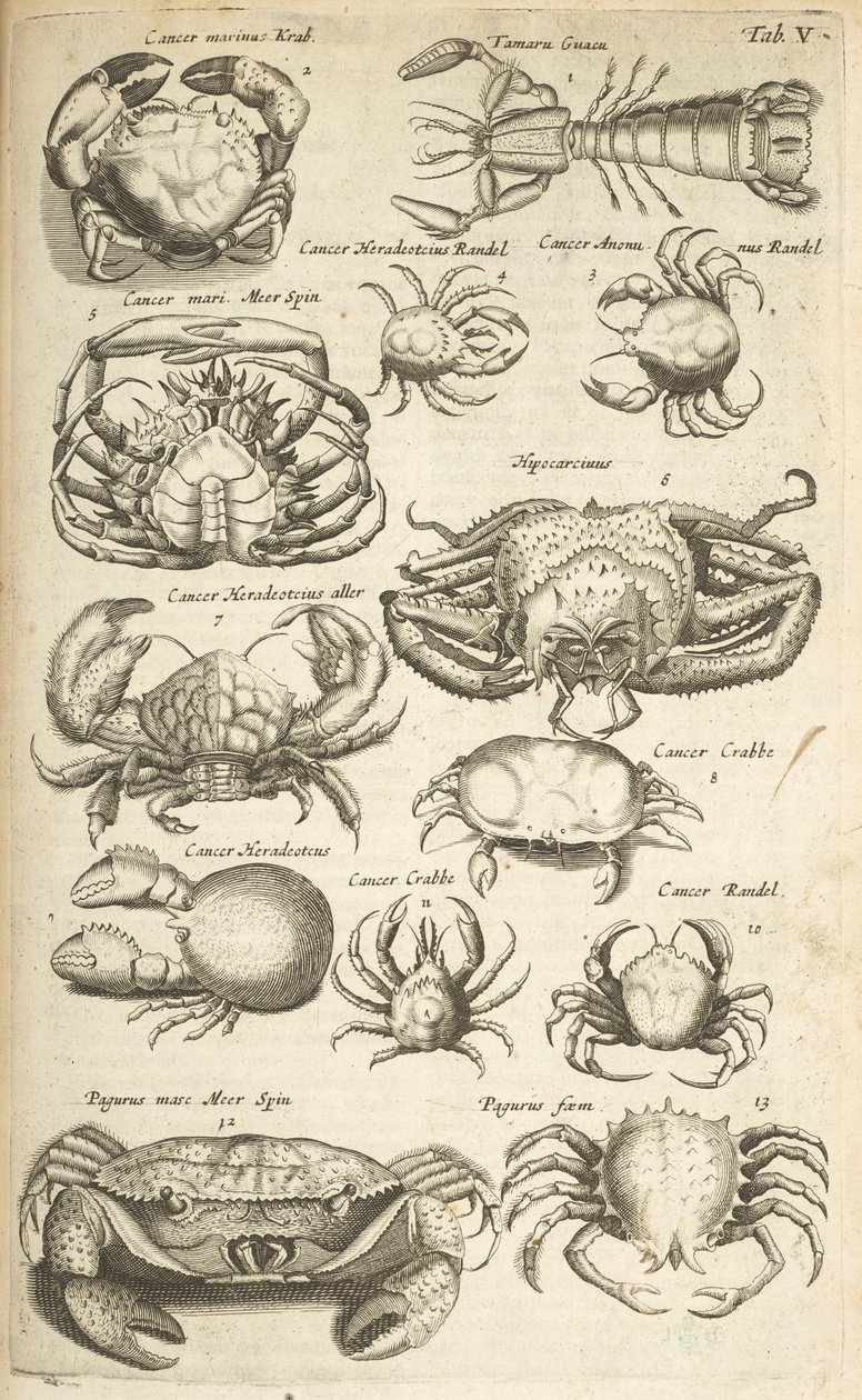 Tab V, Crabs, Illustrasjon fra "Natural History of Quadrupeds" av Mattaus the Younger Merian