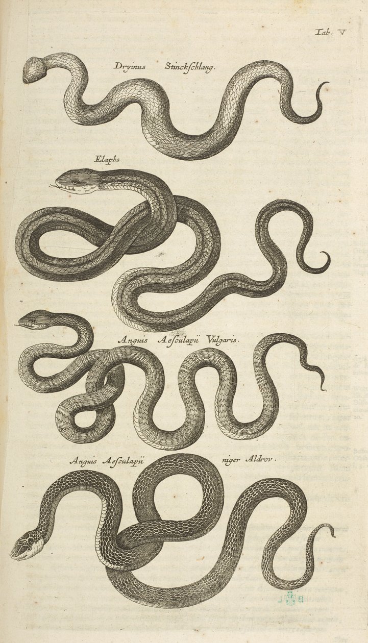 Tab V, Snakes, Illustrasjon fra fra "Natural history of quadrupeds" av Mattaus the Younger Merian