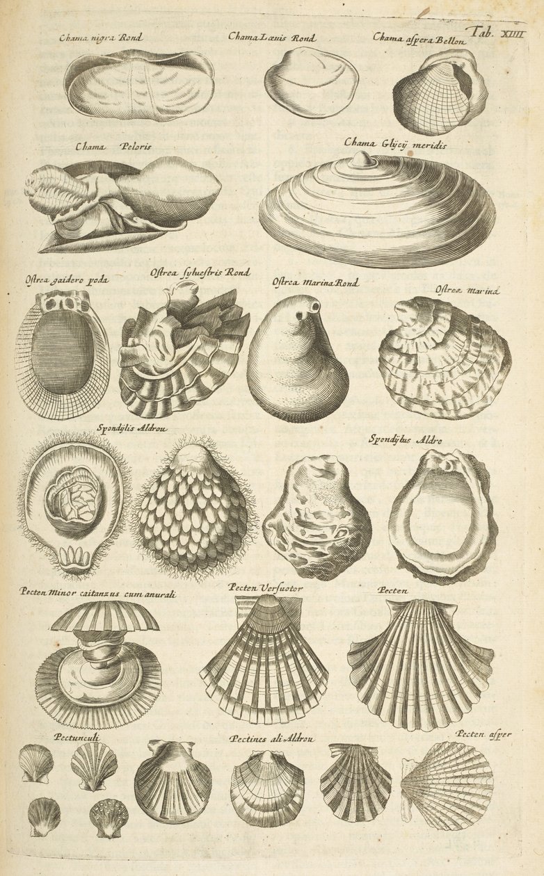 Tab XIV, Diverse skjell, Illustrasjon fra 
