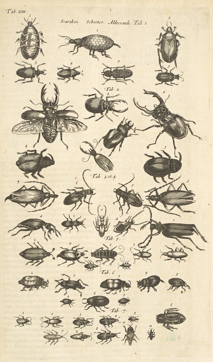 Tab XIII, biller, illustrasjon fra "Firebeintes naturhistorie" av Mattaus the Younger Merian