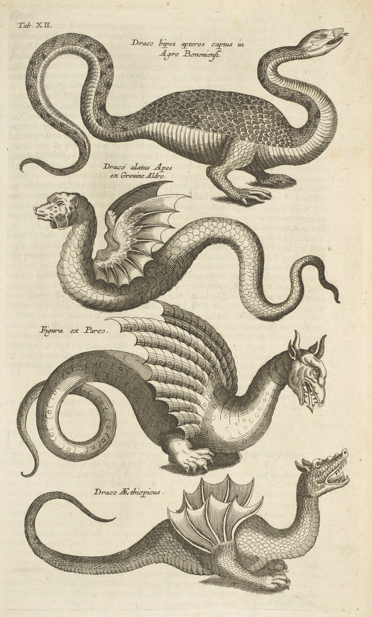 Tab XII, Mytiske skapninger, Drager, Illustrasjon fra "Firebeintenes naturhistorie" av Mattaus the Younger Merian