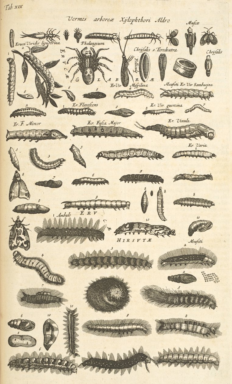 Tab XIX, Caterpillars, Illustrasjon fra "Natural history of quadrupeds" av Mattaus the Younger Merian