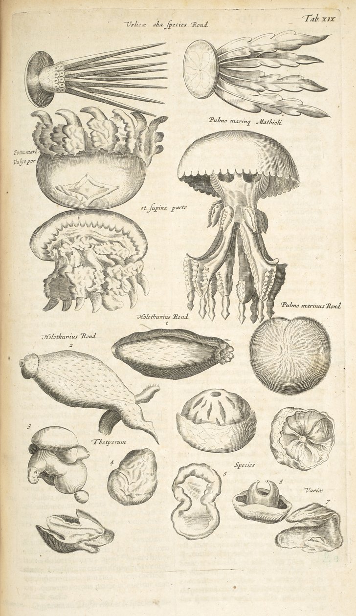 Tab XIX, maneter, sjøagurk og annet marint liv, Illustrasjon fra "Firebeints naturhistorie" av Mattaus the Younger Merian