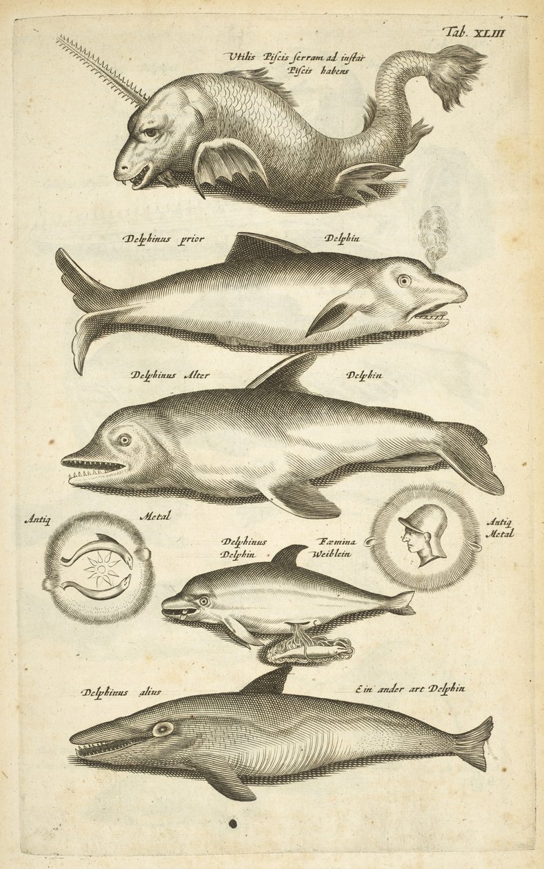 Tab 43, Delfiner, Illustrasjon fra "Firebeintes naturhistorie" av Mattaus the Younger Merian