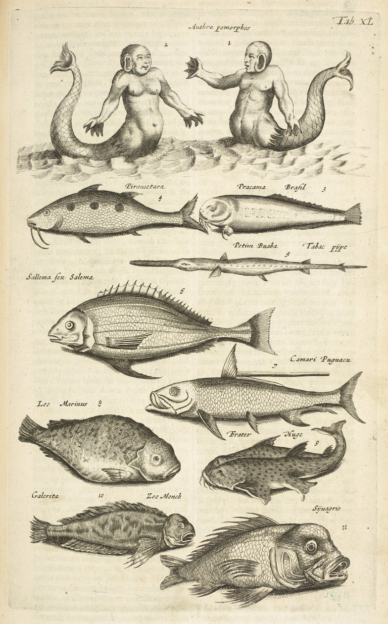 Tab 40, Anthropomorphos; Havfrue; Merman; Tropical Fish, illustrasjon fra "Natural history of quadrupeds" av Mattaus the Younger Merian