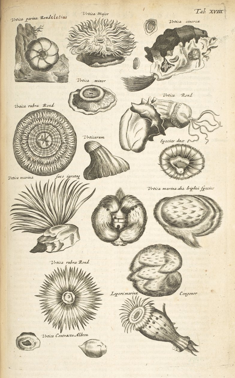 Tab XVIII, Marine liv, Illustrasjon fra fra "Natural history of quadrupeds", Vol 2 av Mattaus the Younger Merian