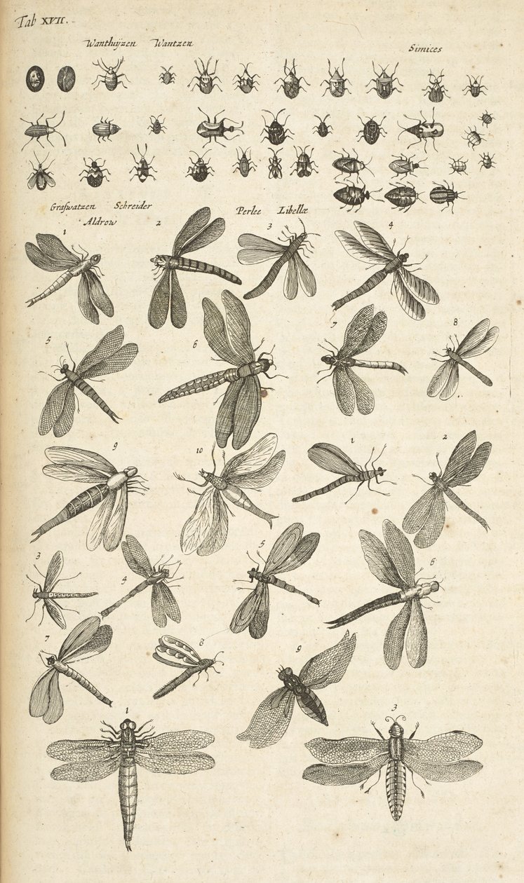 Tab XVII, øyenstikkere, illustrasjon fra "Firebeintes naturhistorie" av Mattaus the Younger Merian