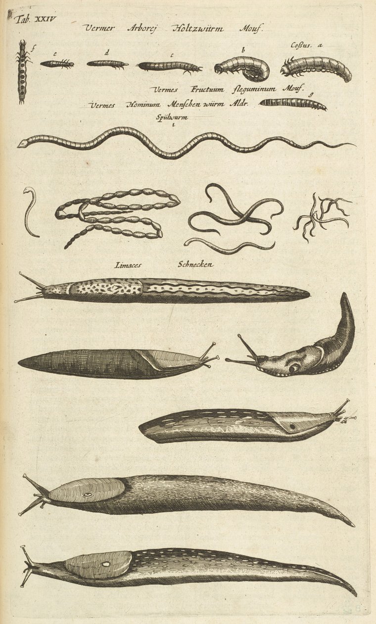 Tab XXIV, Slugs and Worms, Illustrasjon fra "Firebeintenes naturhistorie" av Mattaus the Younger Merian